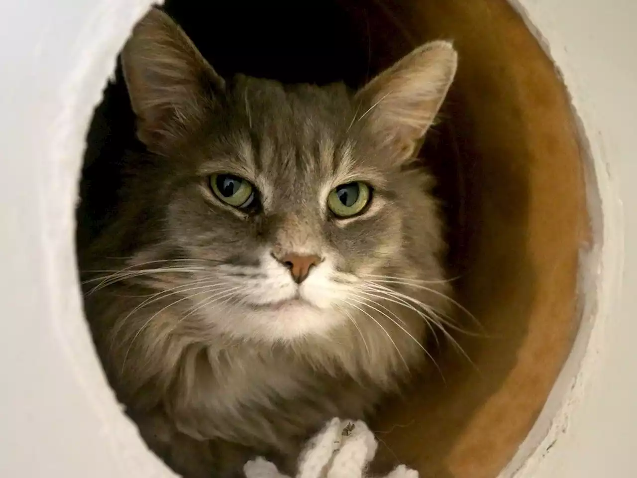 Ottawa’s Feline Café closes after six purrrrfect years