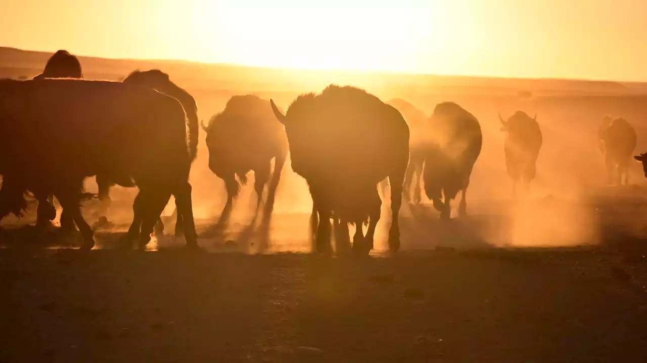 US to focus bison restoration on expanding tribal herds