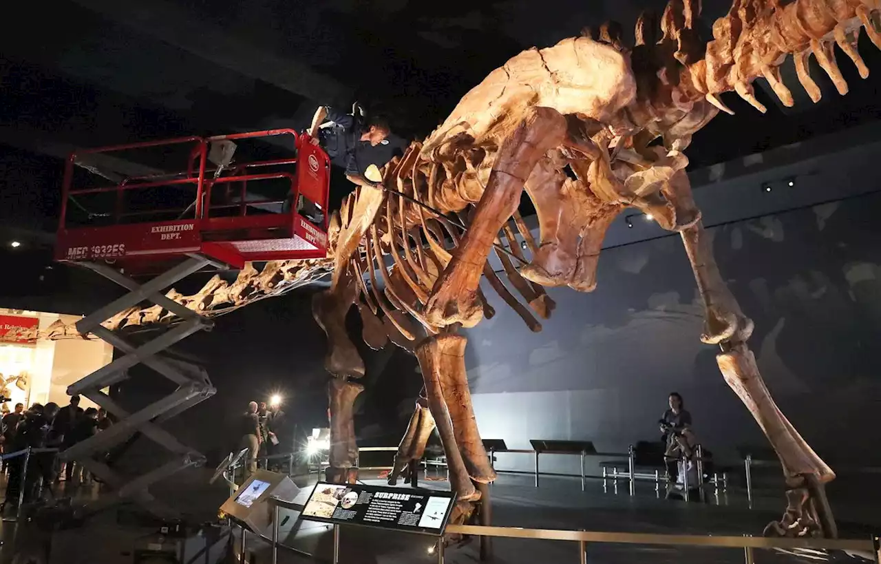 Cet immense dinosaure va être exposé à Londres, une première en Europe