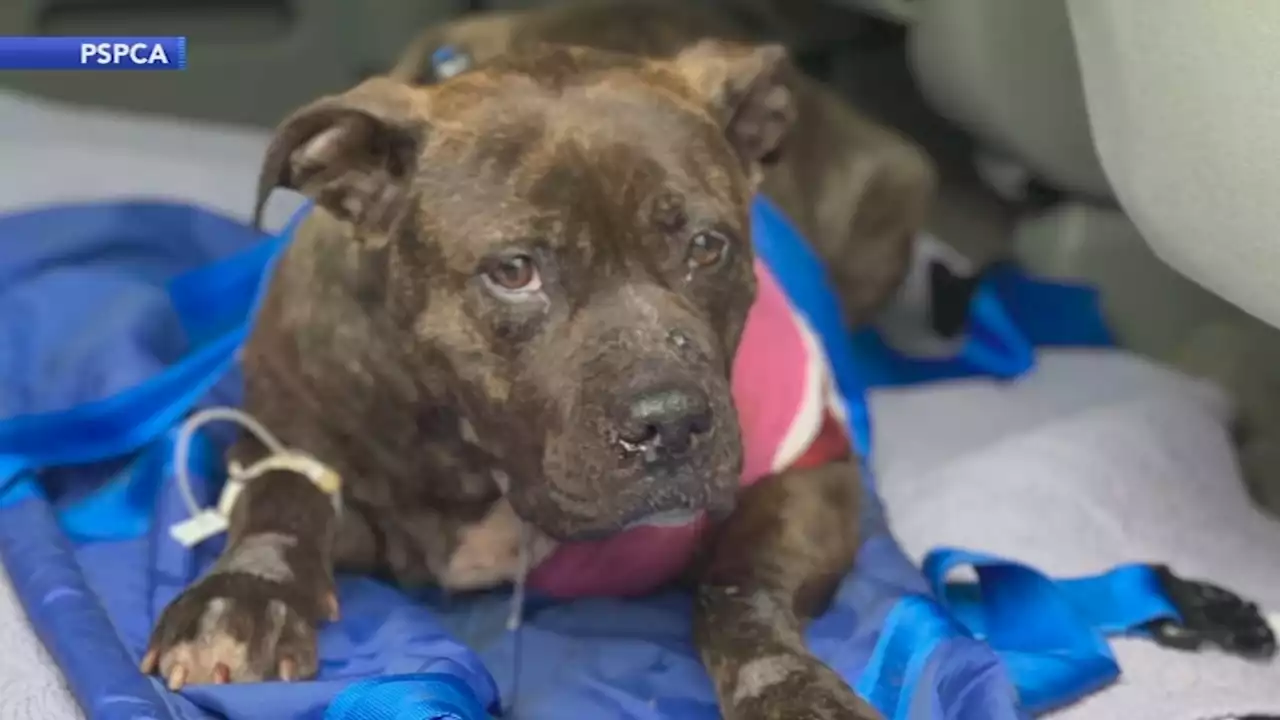 Pit bull Alexia fights for her life after being shot twice in West Philadelphia