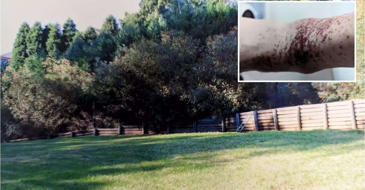 On a quiet one-acre plot, an army of toxic ticks 'torture' Sydney grandfather