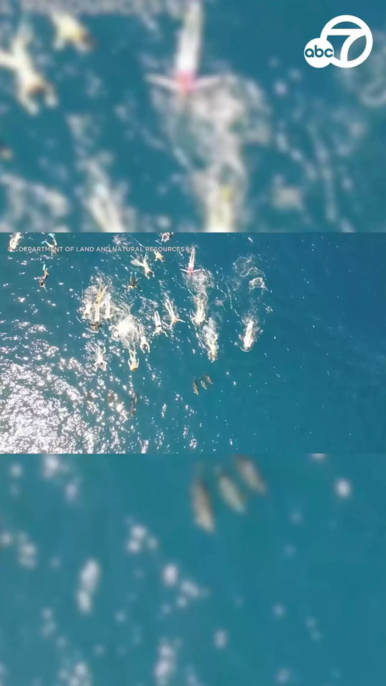 Hawaii authorities say video shows 33 swimmers harassing wild pod of dolphins