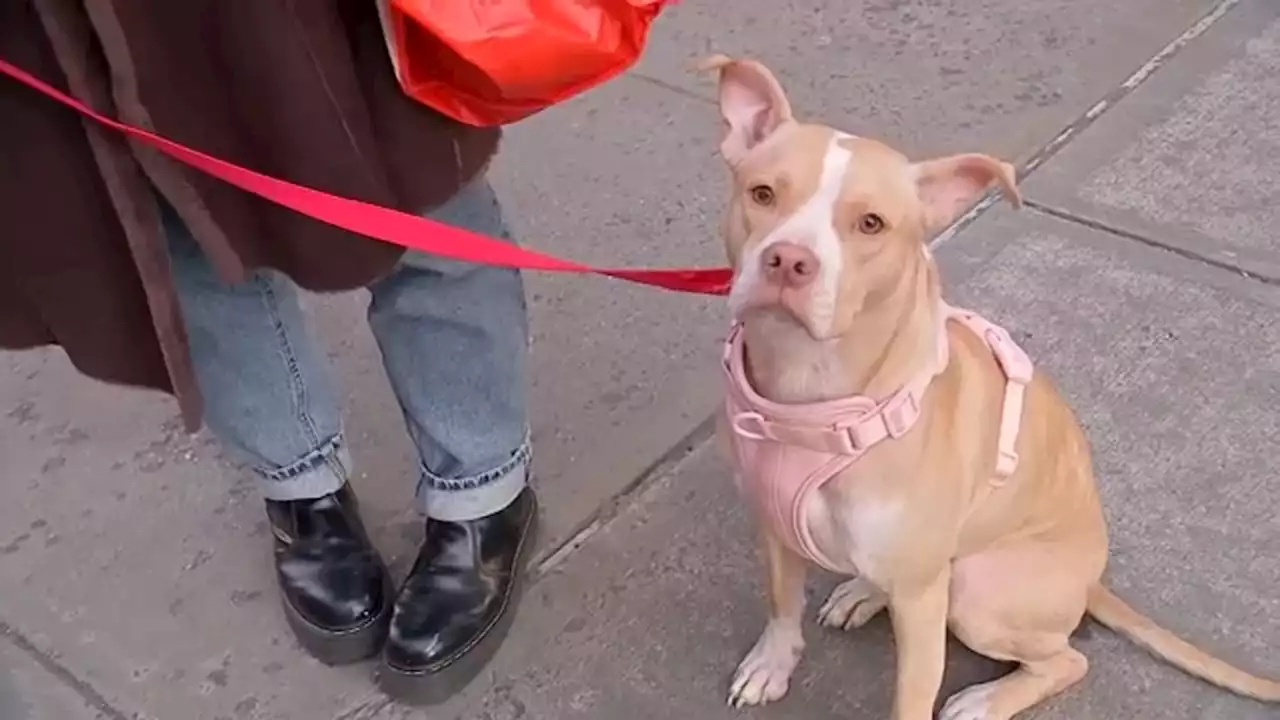 Woman rescues abandoned dog in NYC subway after seeing Instagram post