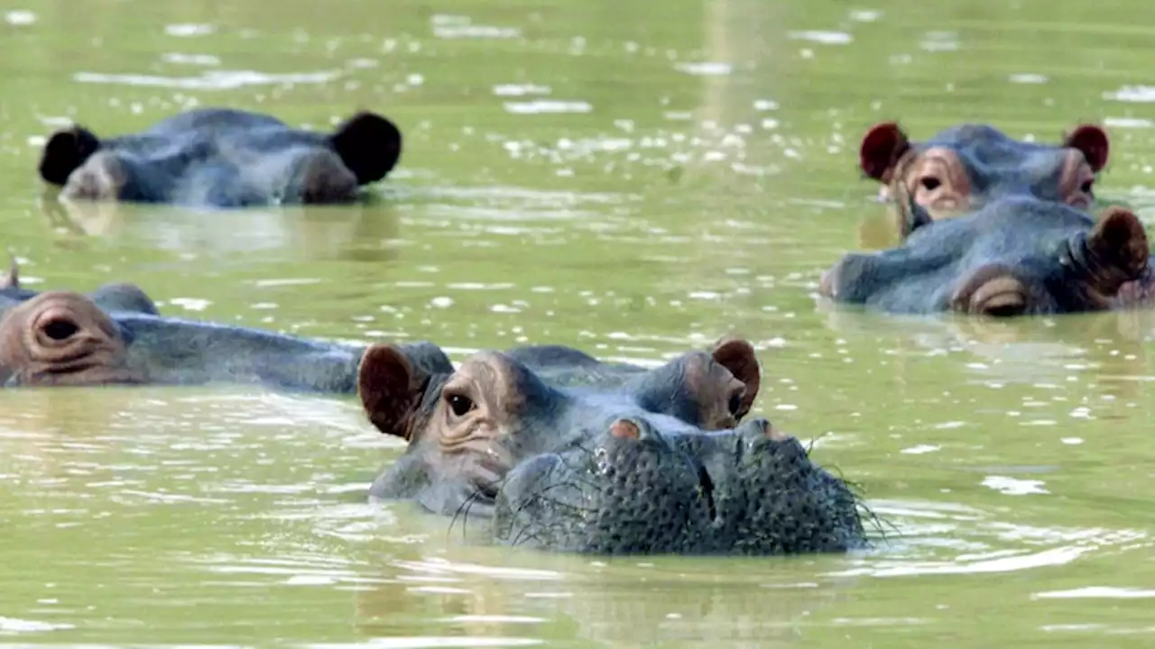 Pablo Escobar's hippos' hefty $5.2 million relocation price tag