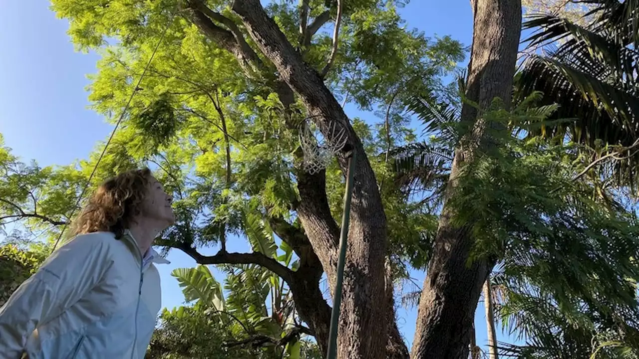 Residents in parts of Perth could soon need permission to remove trees over 8m tall