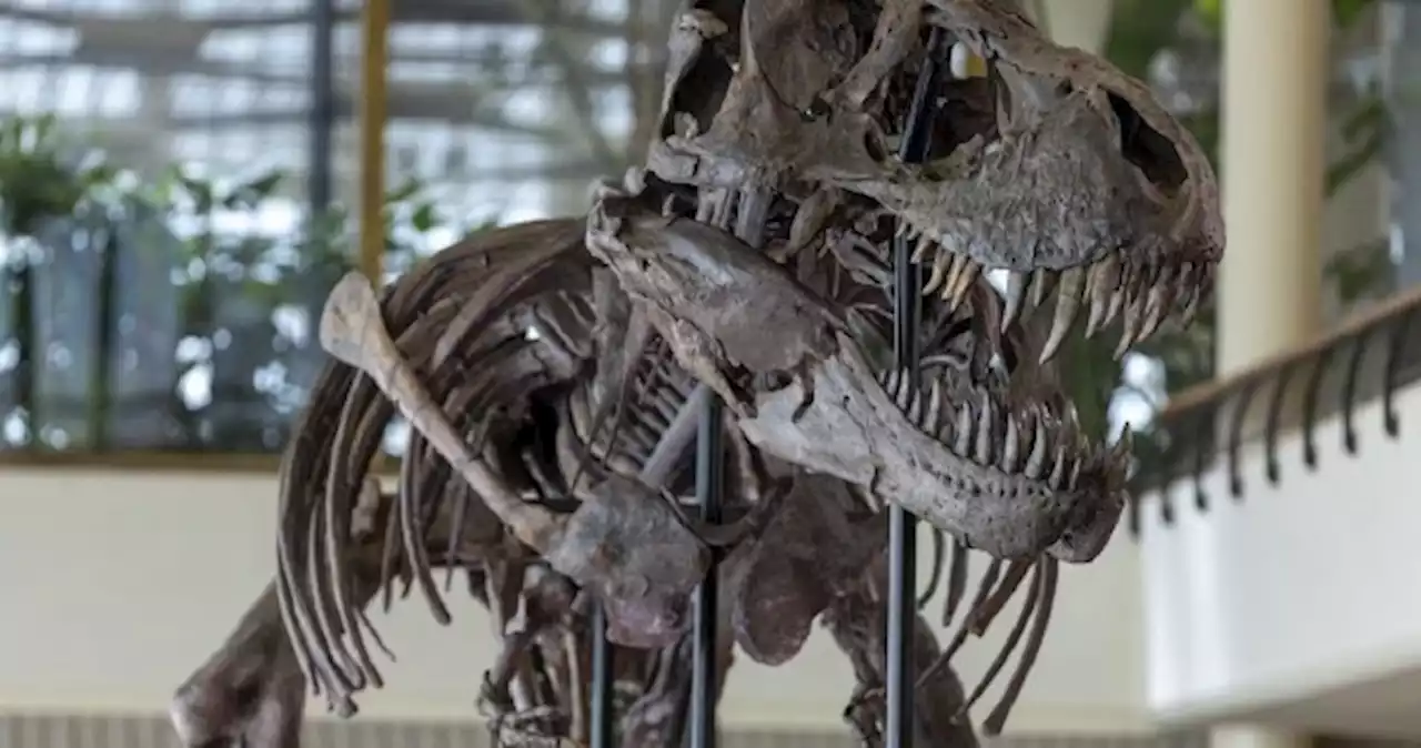 Rare T-Rex skeleton to go under the hammer in Switzerland