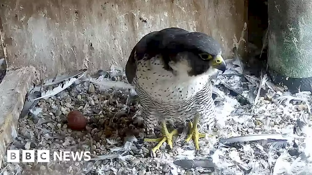 First cathedral peregrine egg laid after years of 'heartbreak'