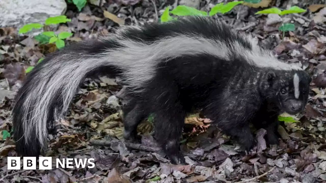 RSPCA warning after skunk spotted in north London suburb