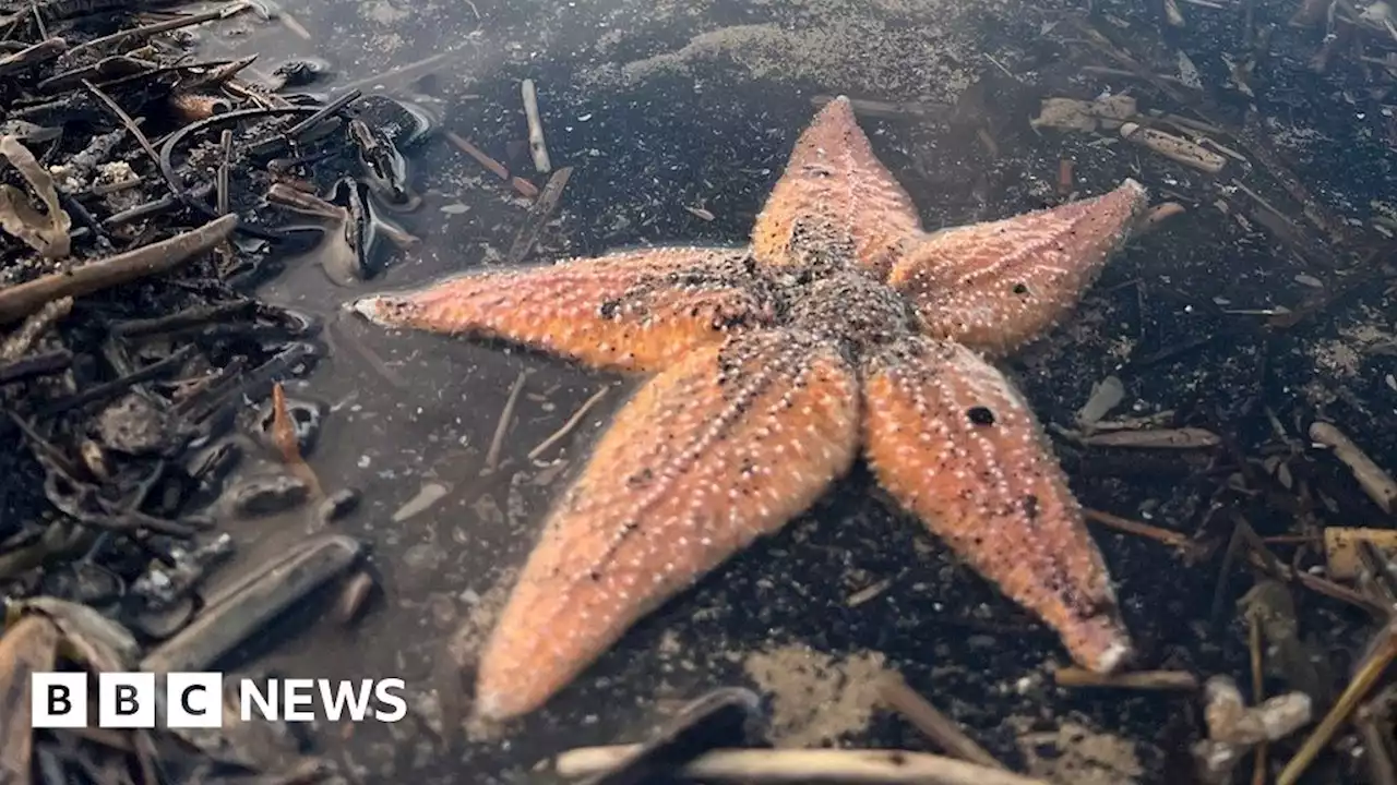 More shellfish washed up on Saltburn beach after die-off