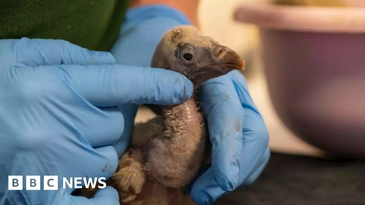 London Zoo: First vulture chick hatches in more than 40 years