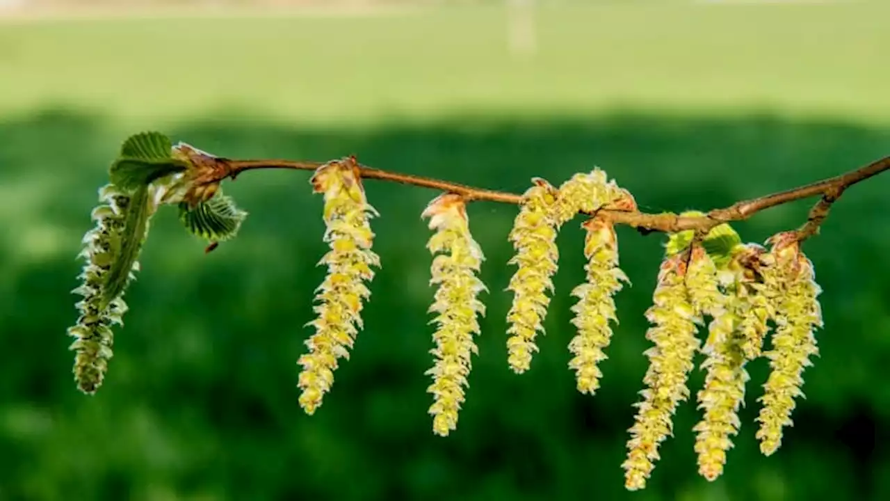 Pollens: 15 départements déjà placés en impact sanitaire 'élevé'