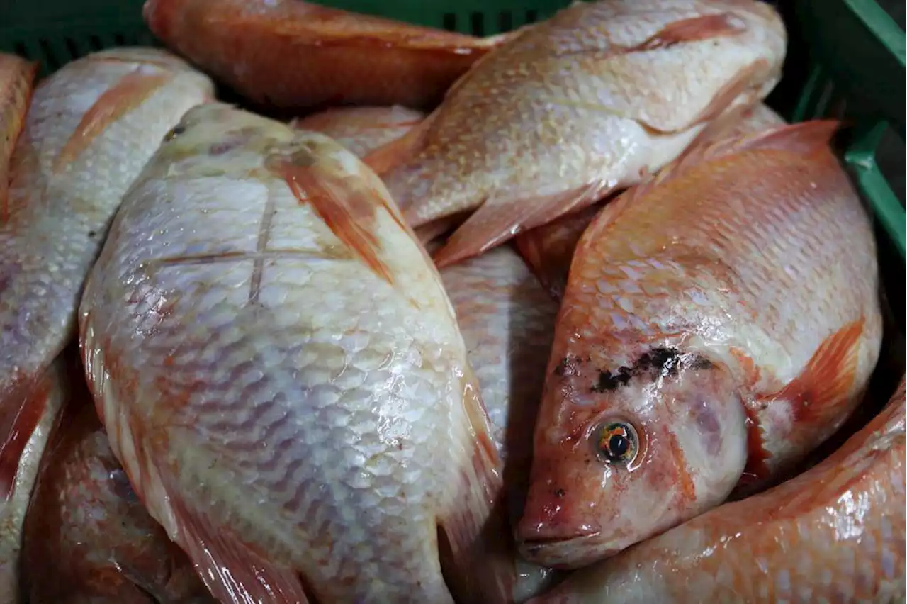 Más de 800 toneladas de pescado llegaron a Corabastos para Semana Santa