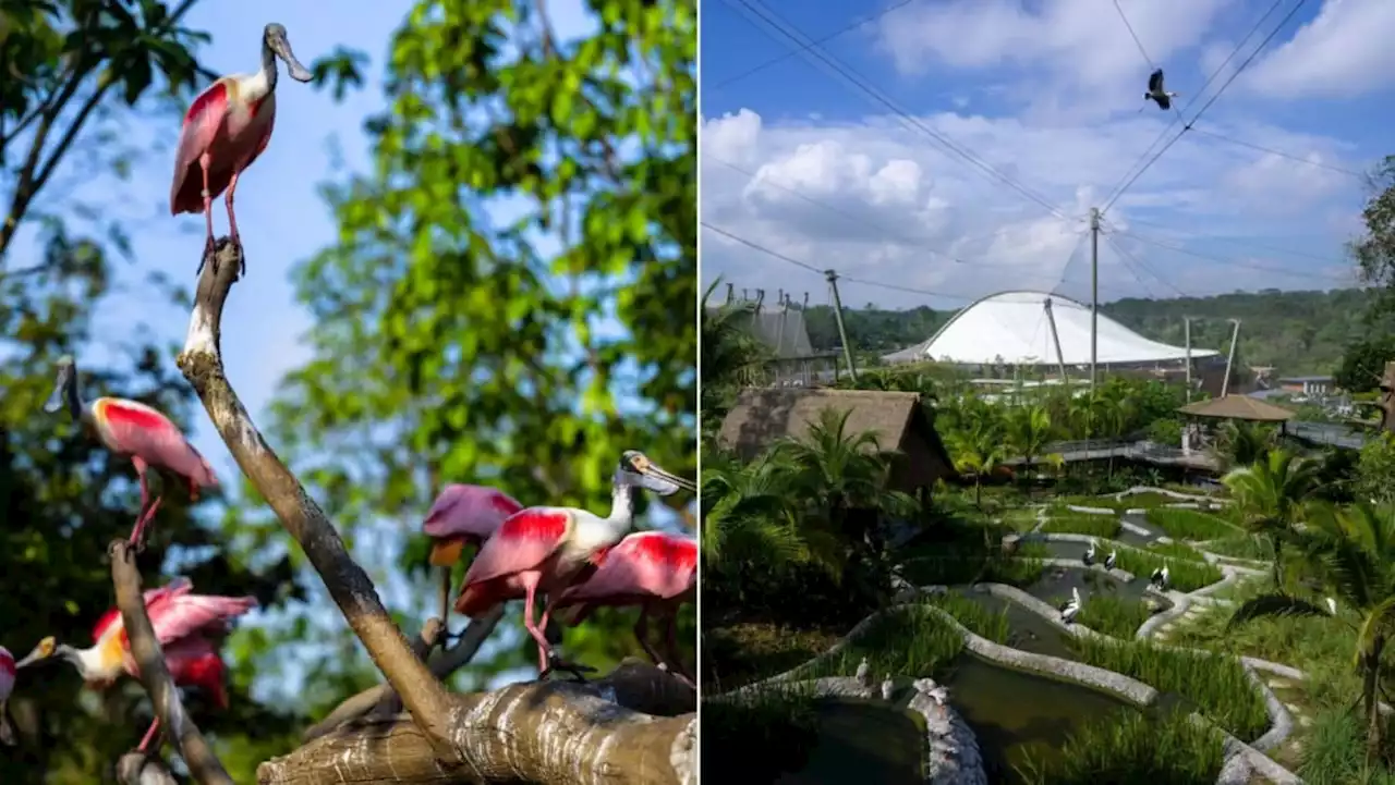 New wildlife park Bird Paradise to open on May 8 with reduced entrance fee during soft opening period