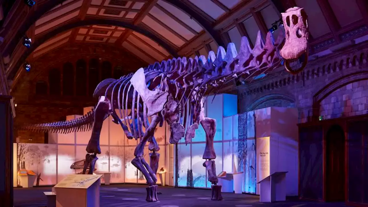 Meet the titanosaur: Dinosaur giant goes on display in Europe for the first time | CNN