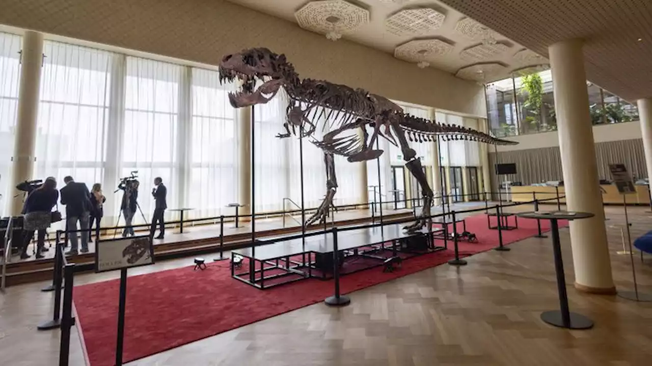 Rare T-Rex skeleton to go under the hammer in Switzerland | CNN