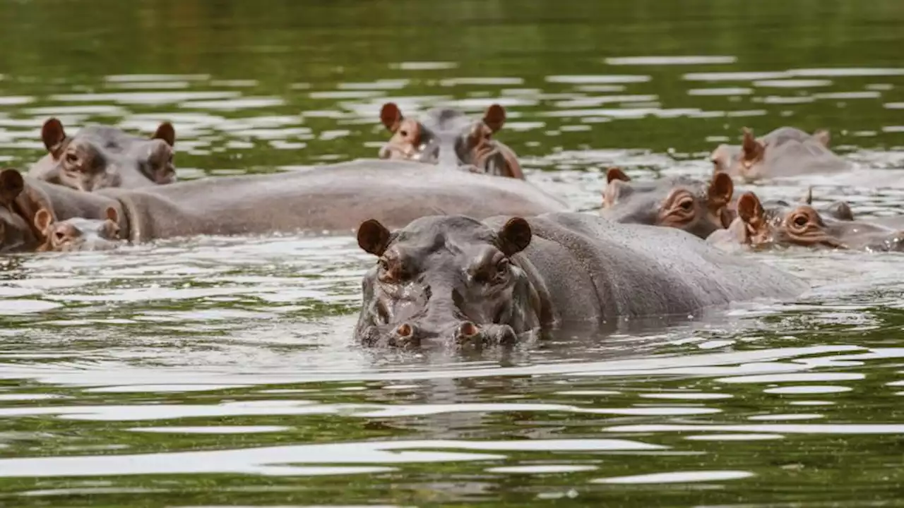 Relocating 70 of Pablo Escobar's 'cocaine hippos' to cost around $3.5 million | CNN