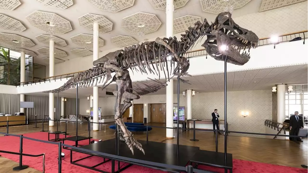 Rare T-Rex skeleton to go under the hammer in Switzerland