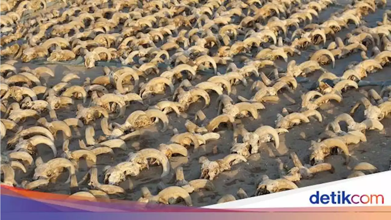 Arkeolog Temukan 2.000 Mumi Kepala Domba di Kuil Mesir Kuno