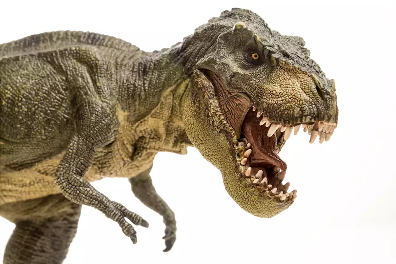 What a Tyrannosaurus Rex Skull Tells Us About Its Intelligence