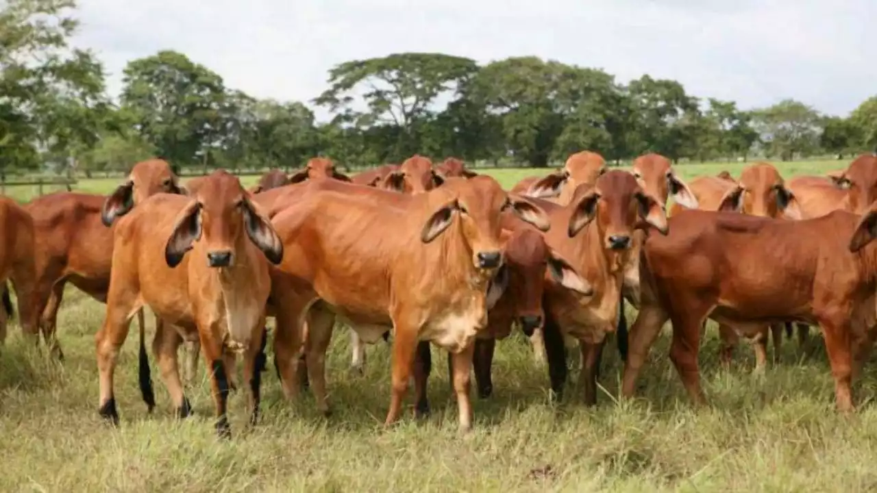 Encapuchados matan reses en una finca entre Sincelejo y Corozal