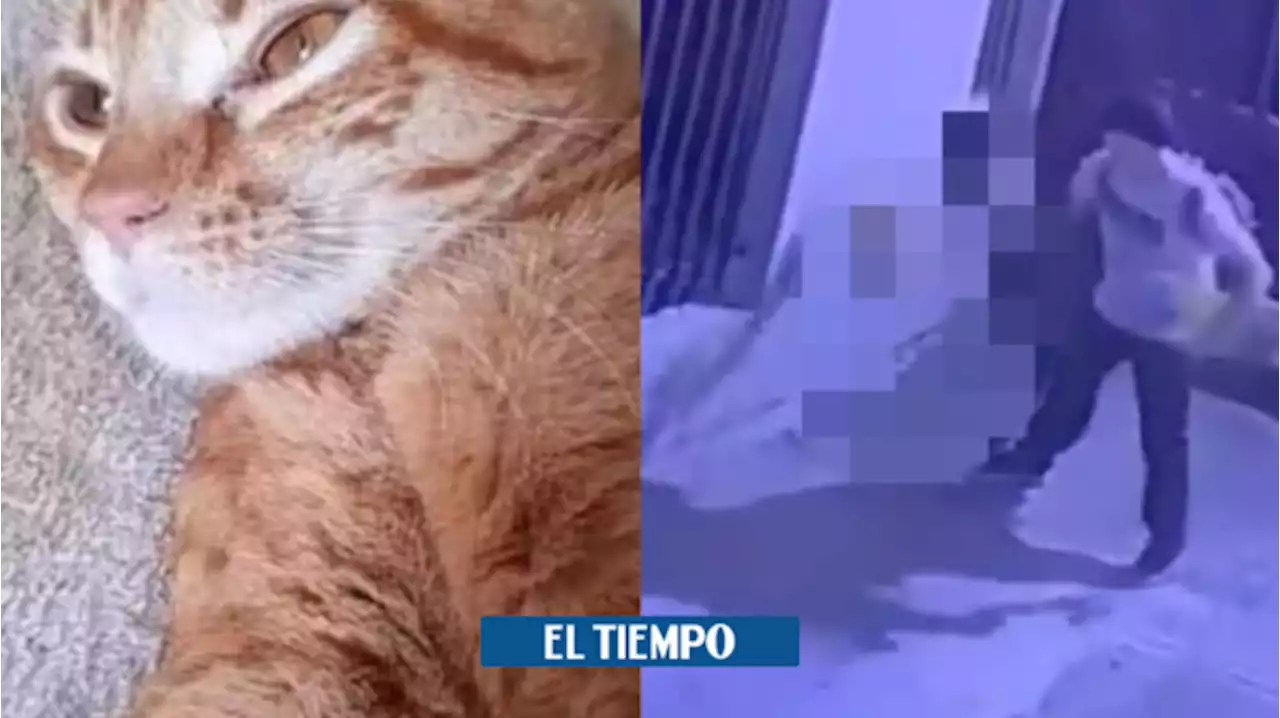 Autoridades buscan a hombre que mató a gato golpeándolo brutalmente contra pared