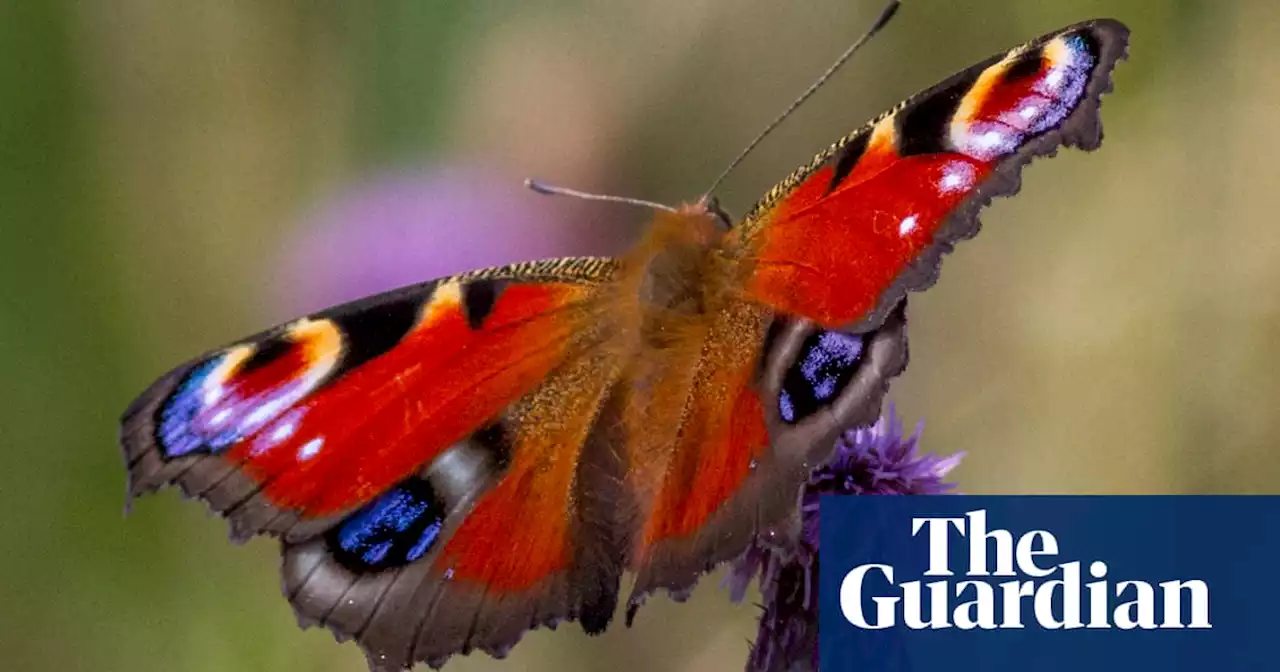 Fears for UK butterfly numbers after die-off in 2022 heatwave