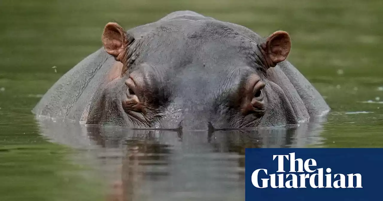 Removing 70 of Pablo Escobar’s hippos to cost Colombia $3.5m