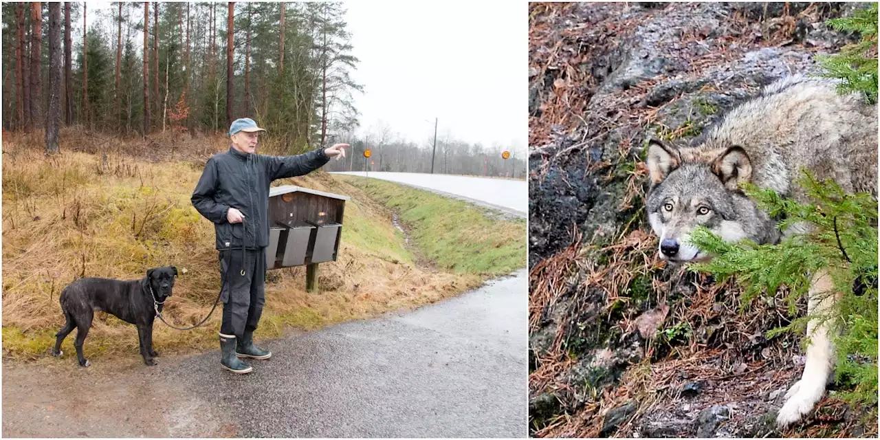 Bert hamnade öga mot öga med vargen