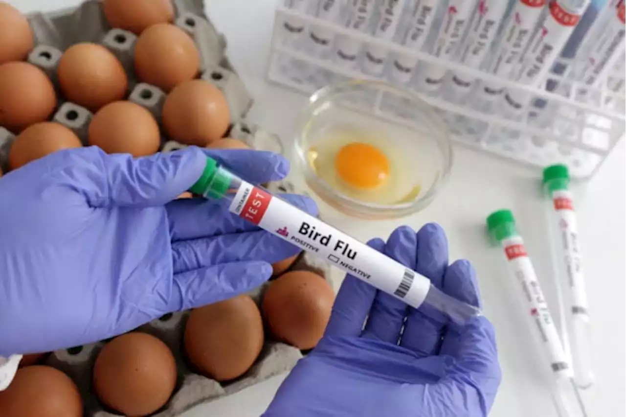 Chile detects first case of bird flu in a human