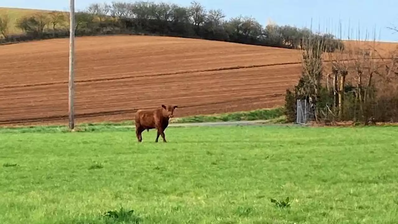 Sprung aus Lkw: Entlaufener Stier irrte durch Ort