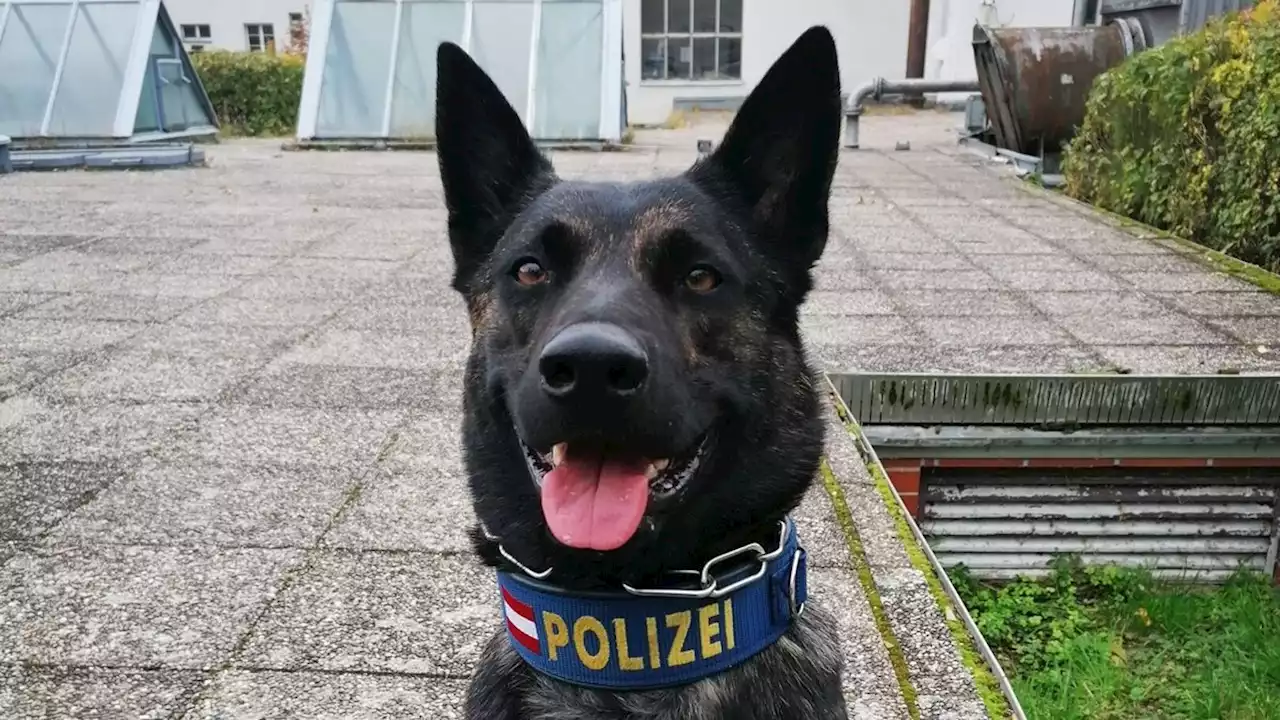 Polizeihund „erschnüffelte“ Diebesbande in Wien