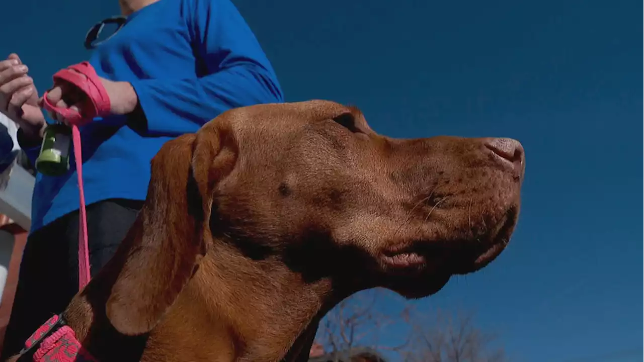 Animal shelter warns of possible intestinal disease attacking dogs in Utah