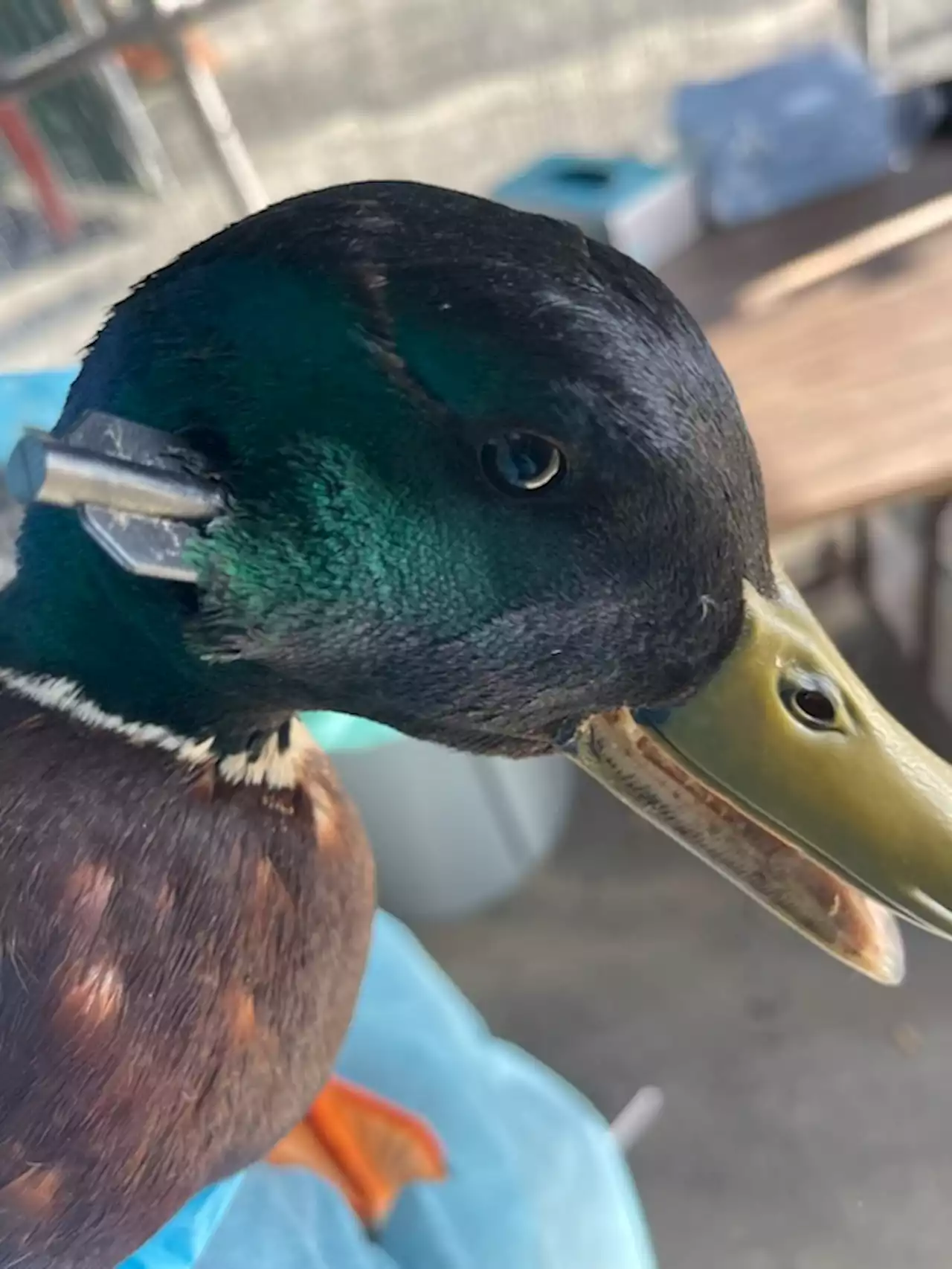 Mallard rescued in Costa Mesa after after being shot in neck with arrow