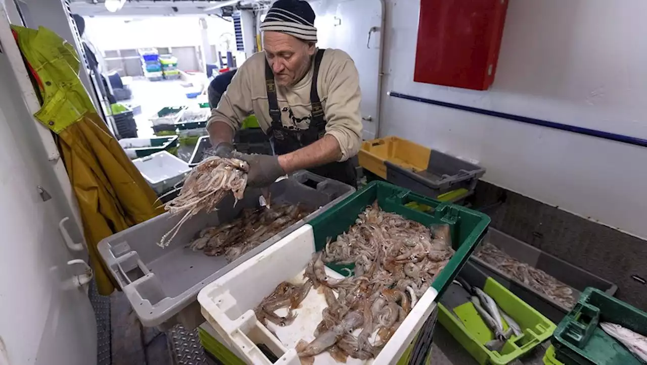 Pourquoi les pêcheurs appellent à des journées mortes dans les ports ce jeudi et vendredi