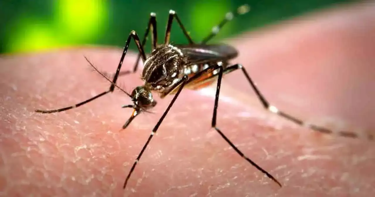 Paraguay enfrenta la epidemia de chikungunya más grande de su historia | Ciudadanos | La Voz del Interior