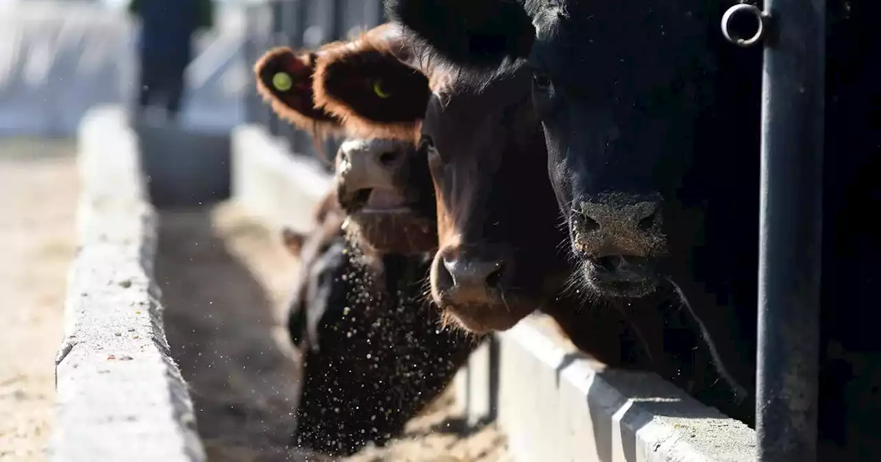 Precios ganaderos: especialistas no esperan mejoras significativas en el corto plazo | Agro | La Voz del Interior