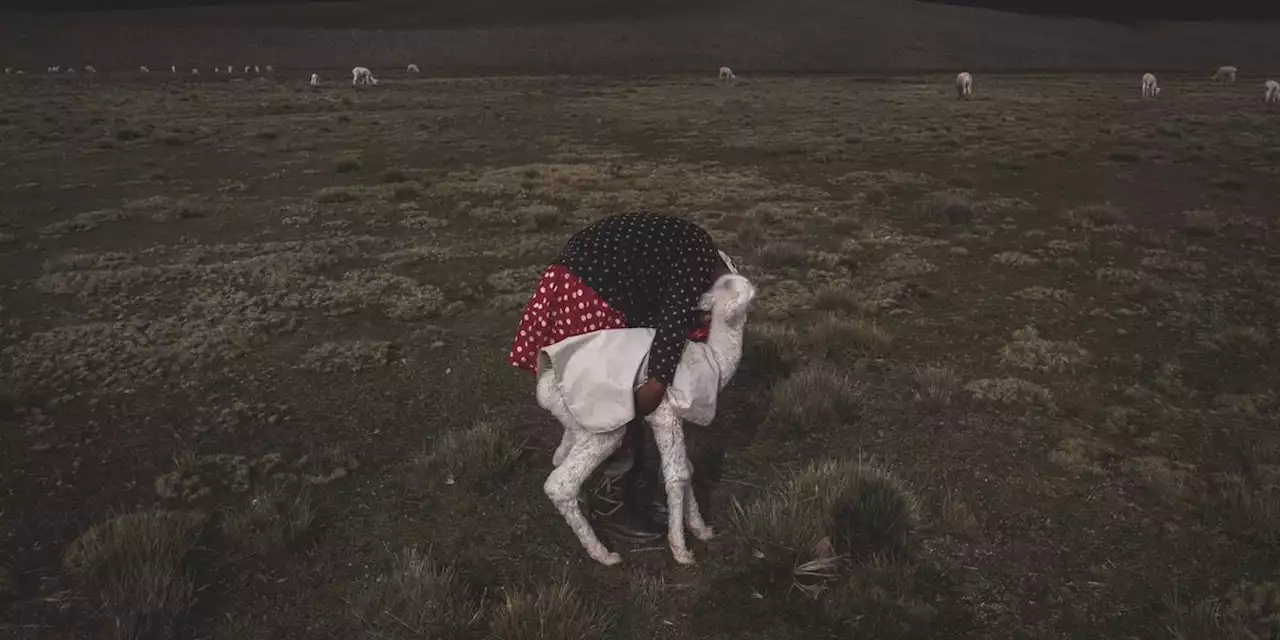 La lunga strada per salvare gli alpaca