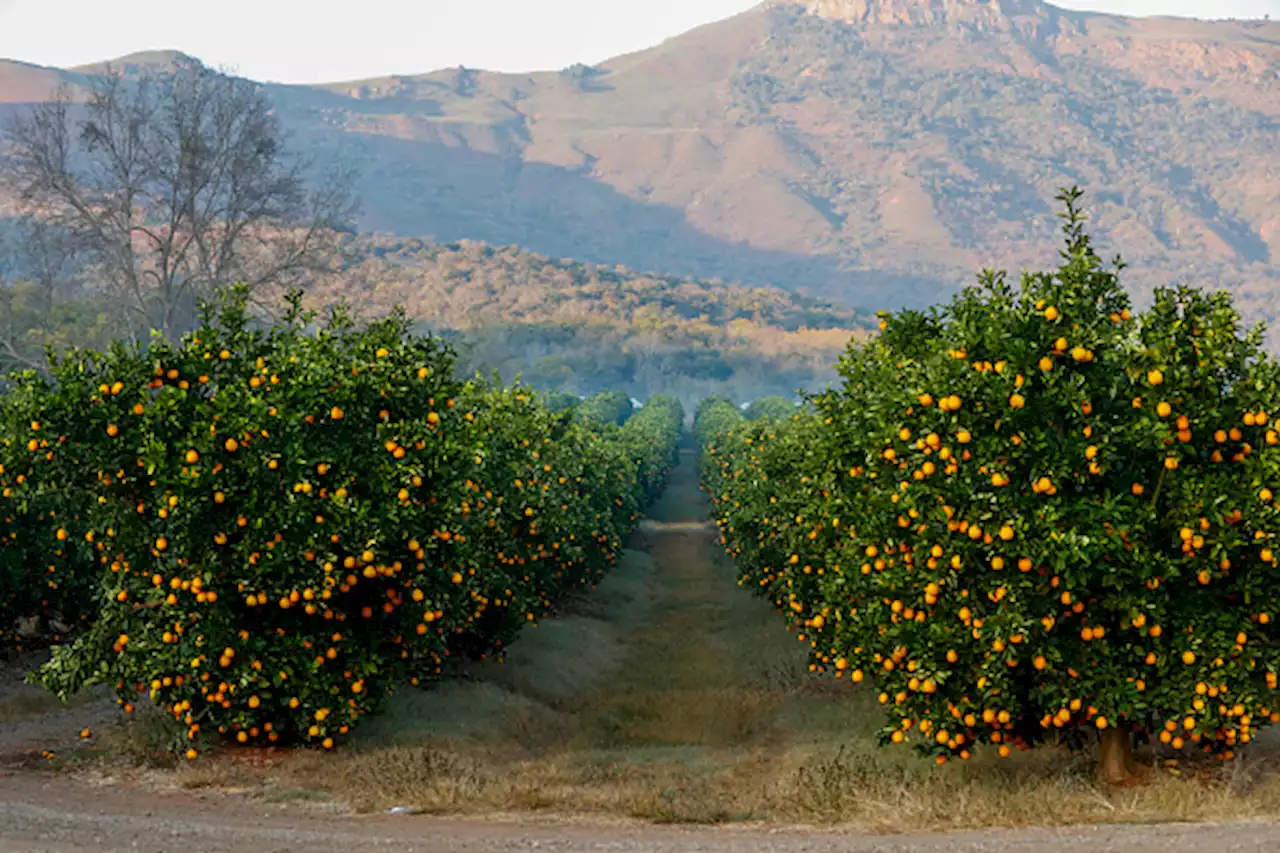 Harsh cold treatments remain a threat citrus sector: Absa Agribusiness