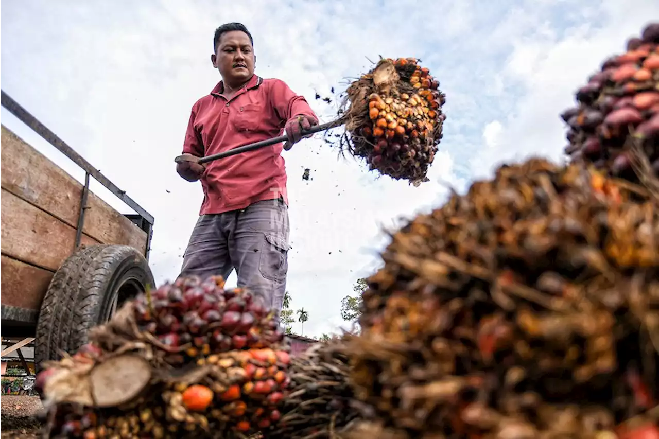 No plans to regulate price of Malaysian palm oil for now | The Malaysian Insight