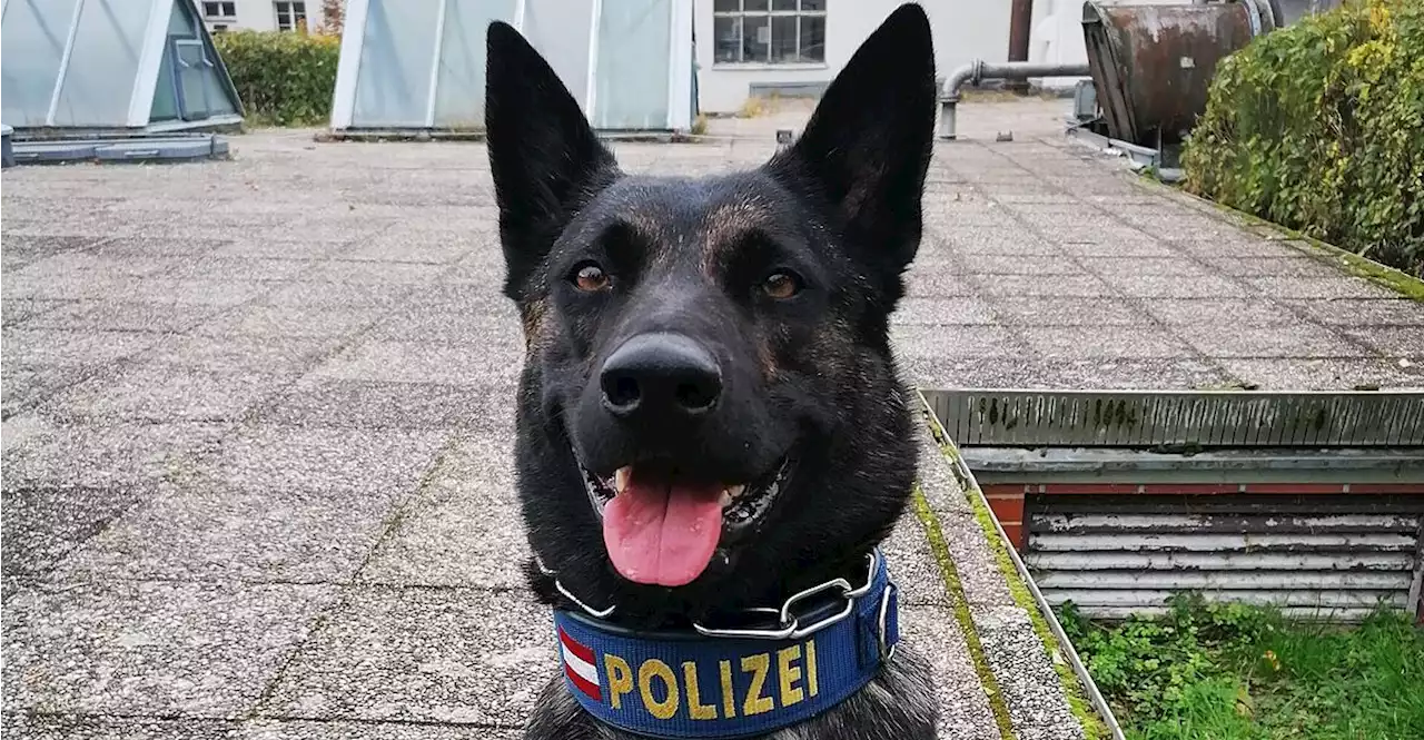 Polizeihund 'Major Lex' erschnüffelte Einbrecher