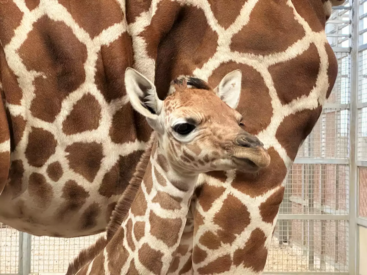 Dallas Zoo Welcomes New Baby Girl Giraffe