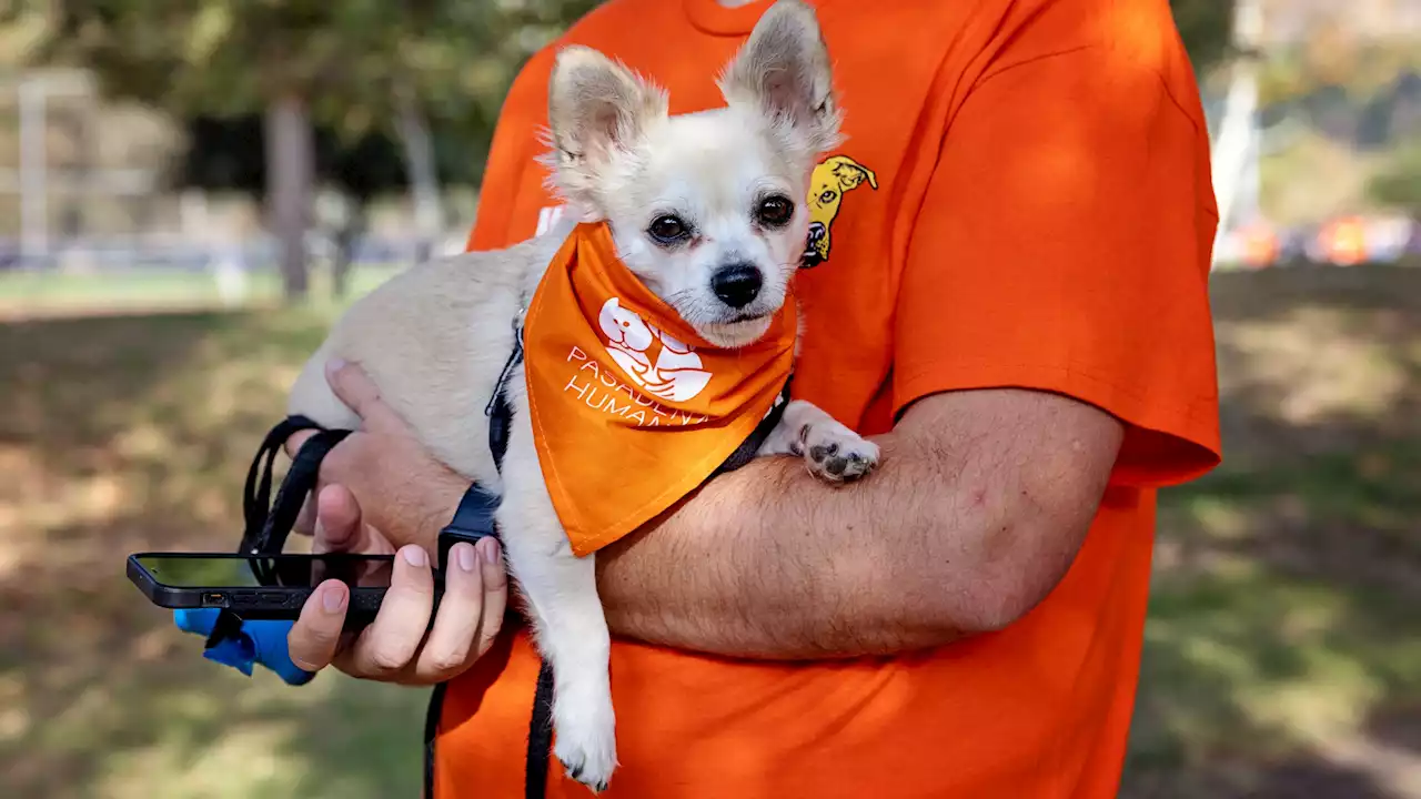 Pasadena Humane's ‘Wiggle Waggle Walk' Trots Into Its First-Ever Springtime Date