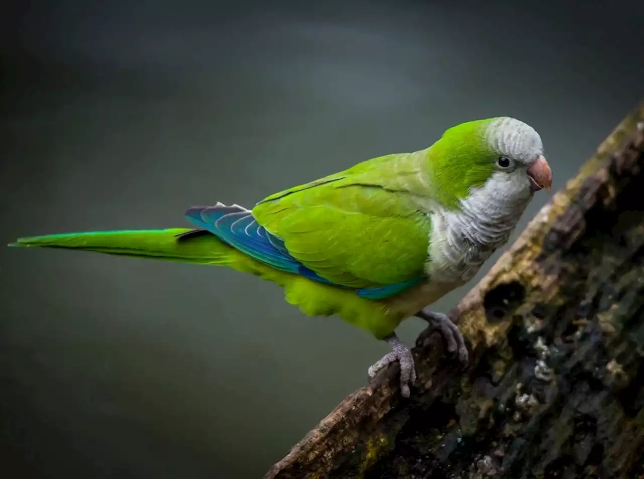 A novel species of dependoparvovirus has been identified in monk parakeets in Madrid