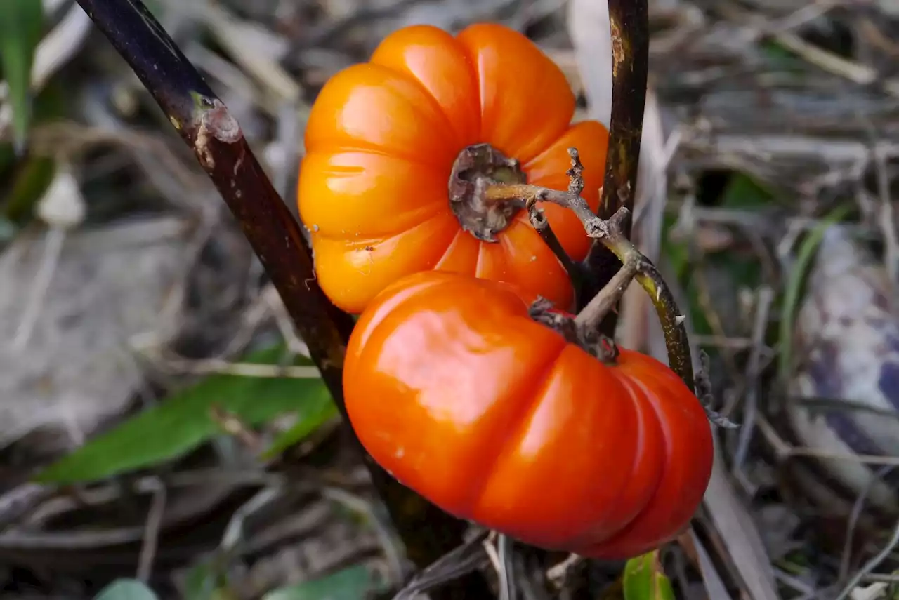 Study highlights potential of Africa's 'forgotten' food crops for climate resilience and nutrition