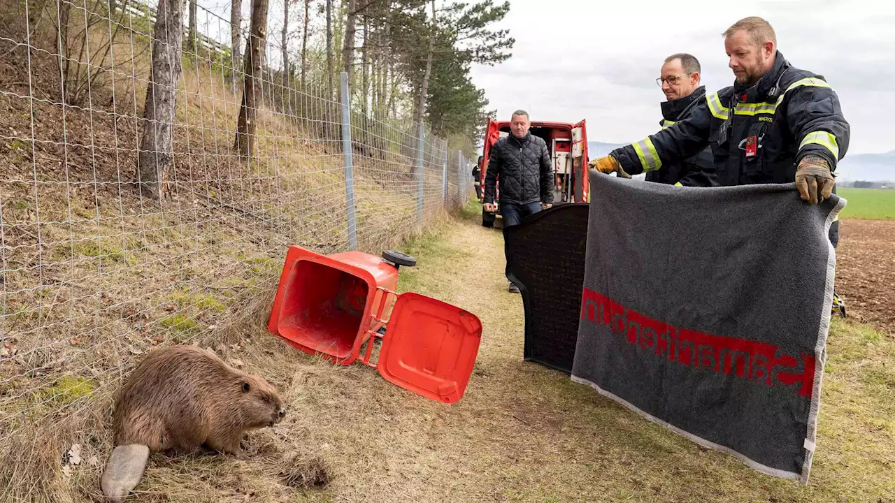 Feuerwehr und Magistrat retteten Biber in Wiener Neustadt