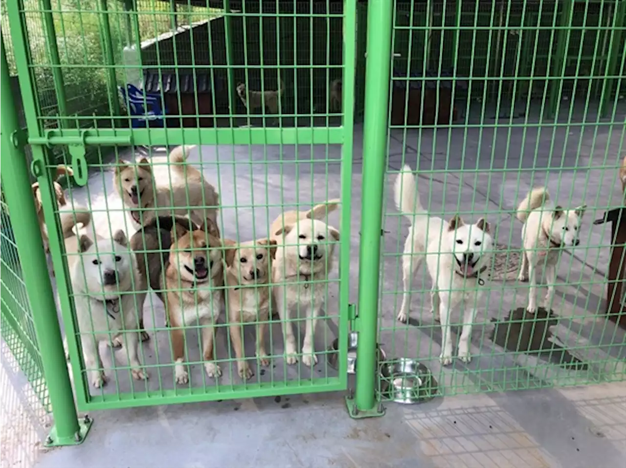 용인시, 동물보호센터서 반려동물 입양하면 최대 15만 원 지원