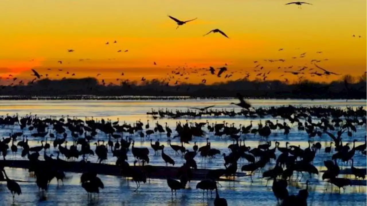 How to Witness the Great Sandhill Crane Migration