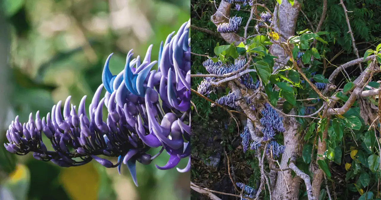 LOOK: Rare JC's Vine starts blooming in Masungi Georeserve