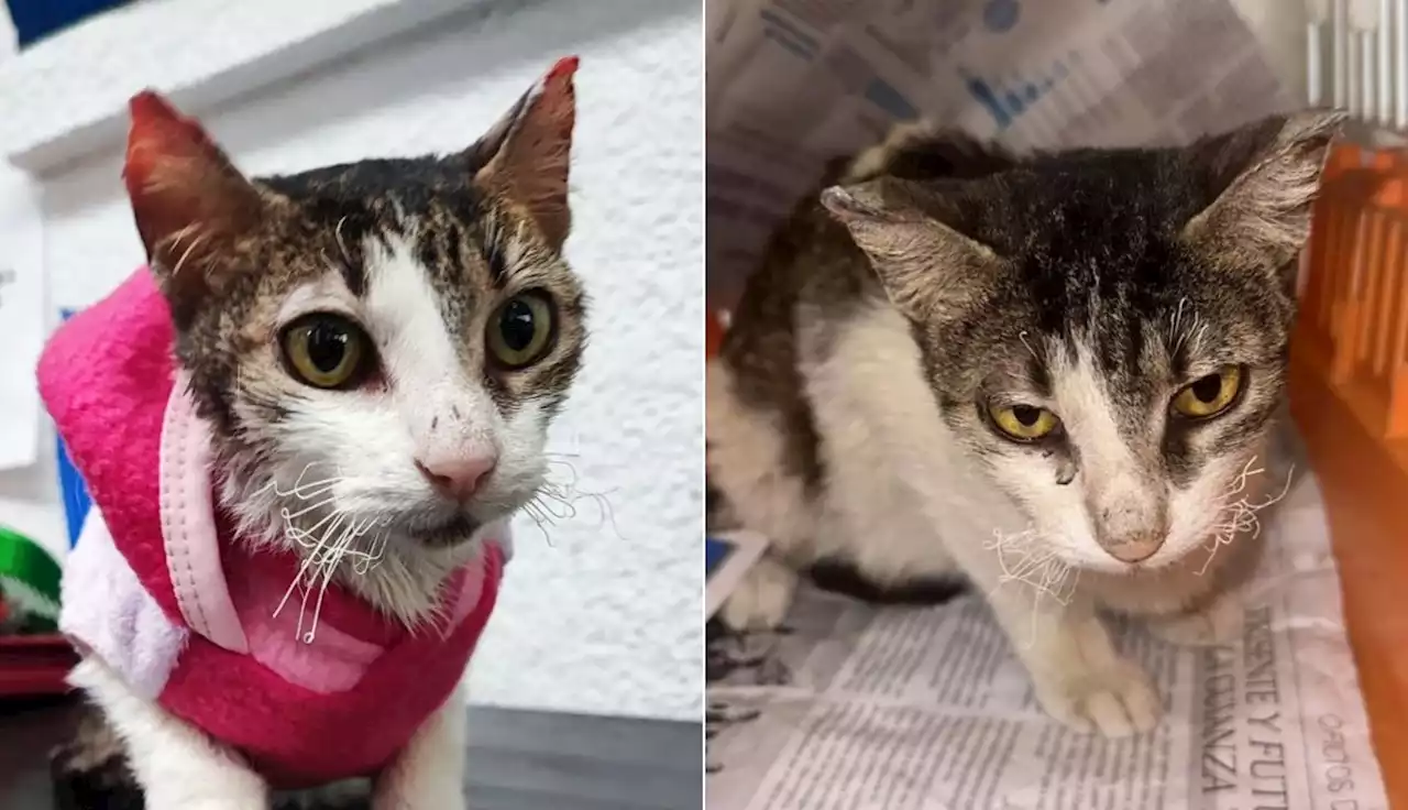 Gatos rescatados en incendio de Santa Marta llegaron a Bogotá; cómo ayudar con su cuidado - Pulzo