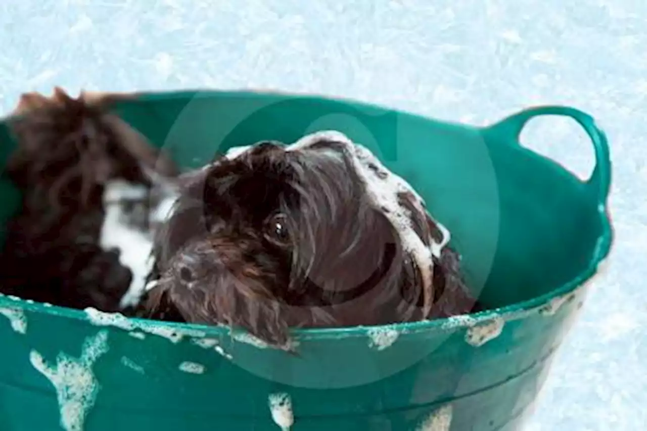 Todo lo que debe conocer sobre el baño en mascotas: tiempo para perros y gatos - Pulzo